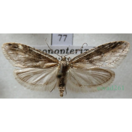 Agonopterix ocellana (Fabricius, 1775) Czech77